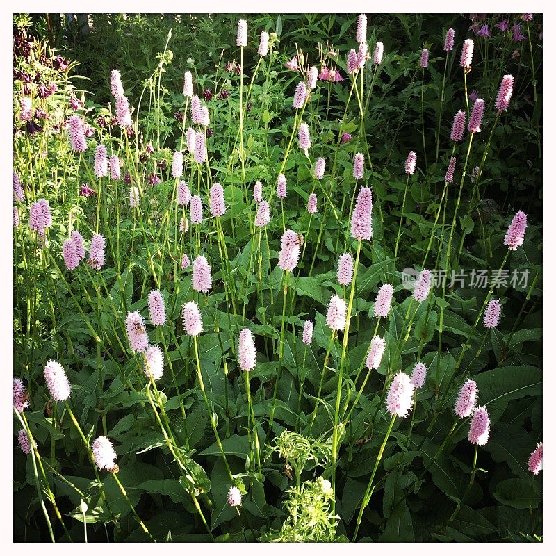 officinalis(同义Persicaria Bistorta)，又称木犀草、普通木犀草、欧洲木犀草或草甸木犀草，是木犀草科的一种开花植物，原产于欧洲和西亚北部。